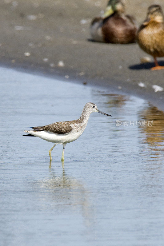 青足鹬(Tringa nebularia)